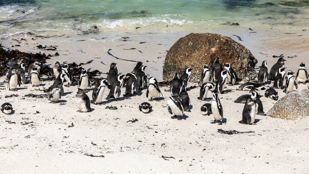 Colonie de manchots du Cap sur une plage de sable blanc, parmi de gros rochers de granit