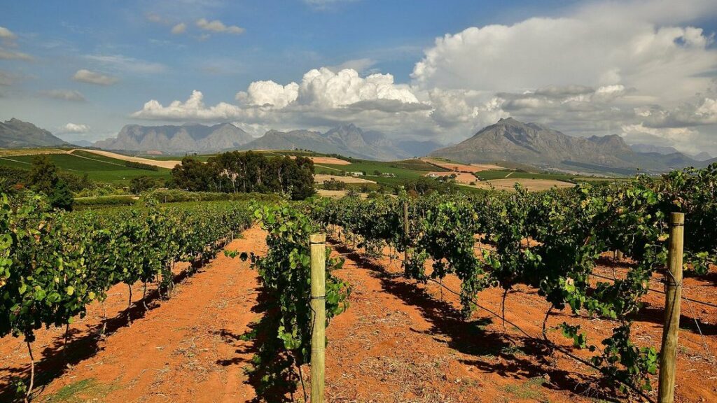 Rangées de vignes sur une terre rouge, avec des montagnes et de gros nuages à l'arrière-plan