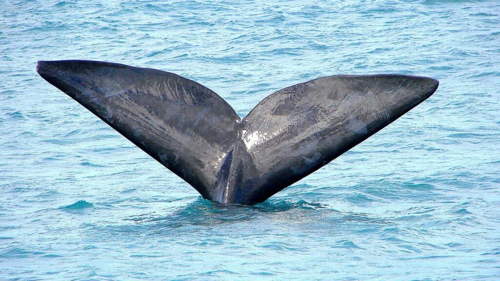 Queue d'une baleine émergeant d'une eau bleu turquoise
