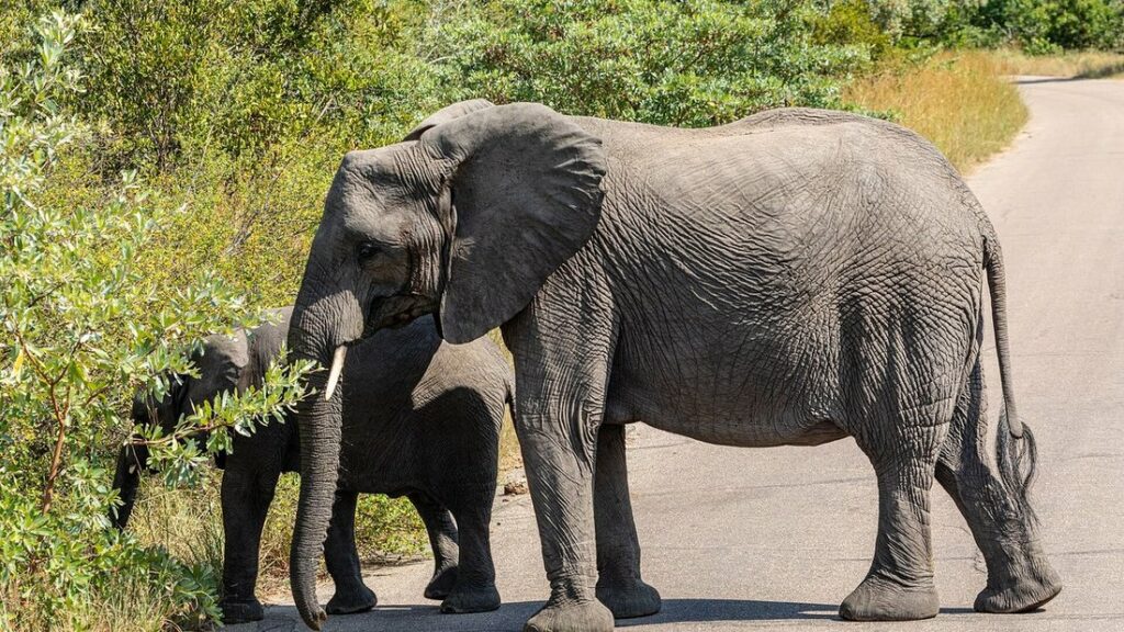 Une éléphante debout sur une piste, son petit à demi caché derrière elle, au milieu de la végétation verte