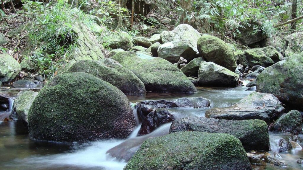 Ruisseau coulant entre de gros rochers couverts de mousse, sous la végétation dense d'une forêt tropicale