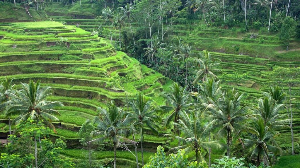 Rizières en terrasses d'un vert vif, parmi des cocotiers, sur les pentes d'une vallée près d'Ubud