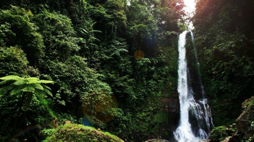 Chute d'eau fine tombant d'une paroi, entourée de fougères et d'une végétation dense