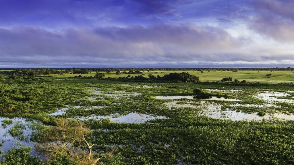 Vaste plaine inondée parsemée de plans d'eau et de végétation basse sous un ciel nuageux, dans le Pantanal