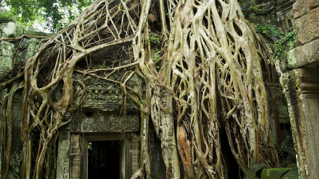 Racines géantes d'arbres enserrant l'encadrement d'une porte de pierre du temple de Ta Prohm