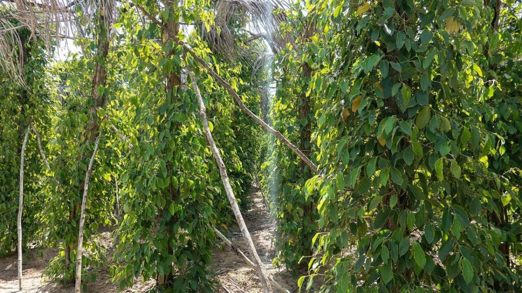 Rangées de poivriers grimpant sur des tuteurs, au feuillage vert dense, dans une plantation de la province de Kampot