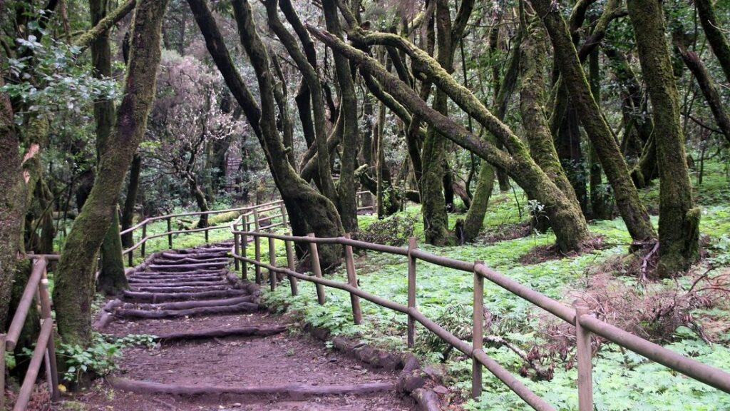 Escalier de terre et de rondins bordé d'une rambarde en bois, au milieu d'arbres tordus couverts de mousse