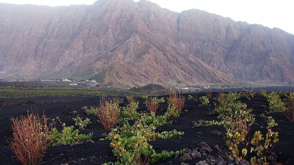 Pieds de vigne poussant dans un sol volcanique noir, au pied d'une haute paroi rocheuse brune