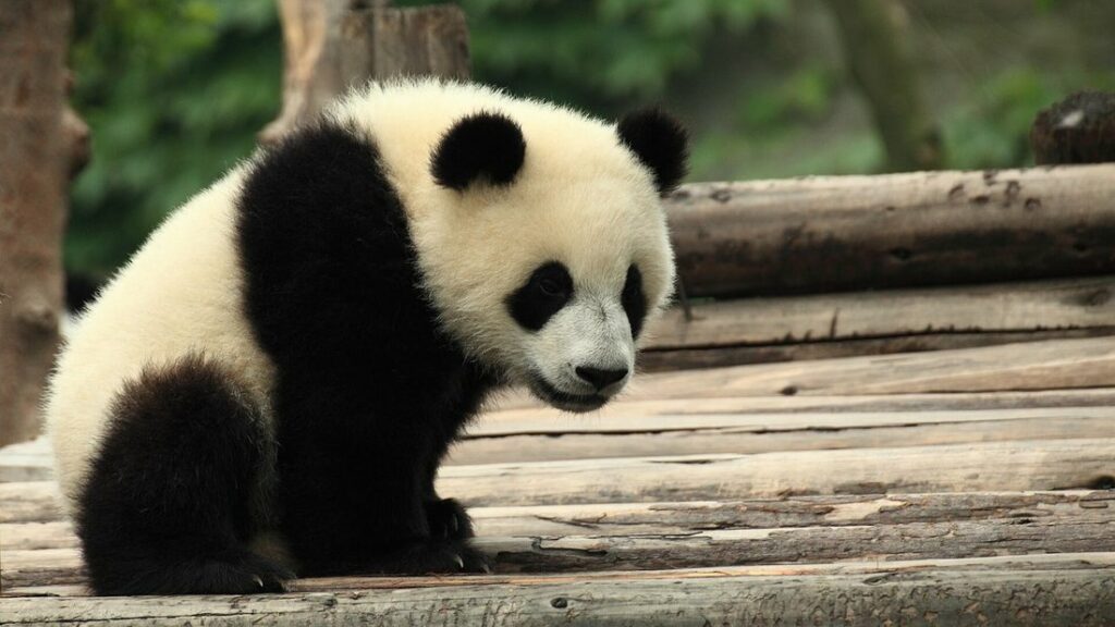 Jeune panda géant noir et blanc assis sur une structure en bois, dans un enclos