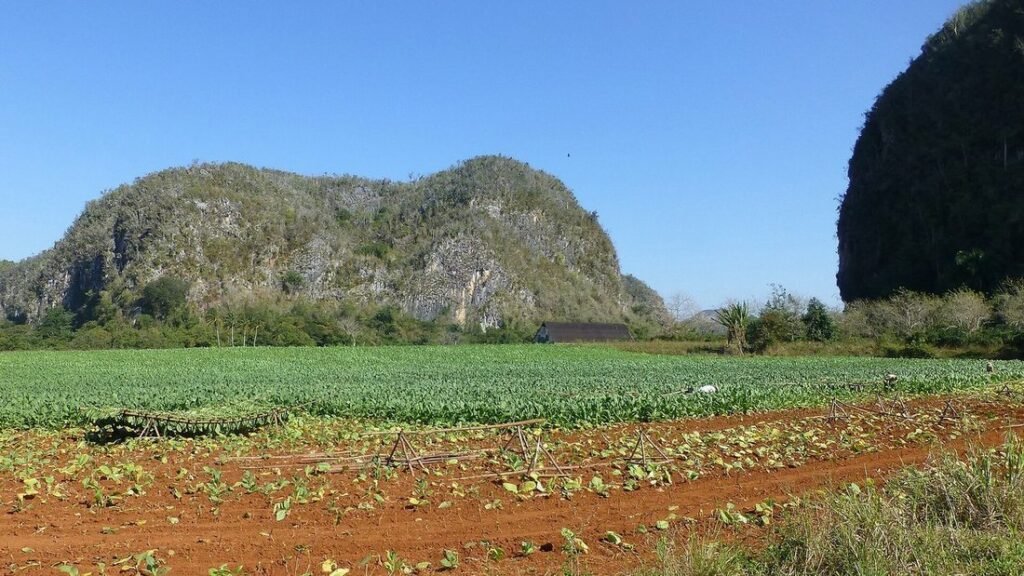 Mogotes boisés au-dessus de champs verts et de terre rouge, sous un ciel bleu, dans la vallée de Viñales
