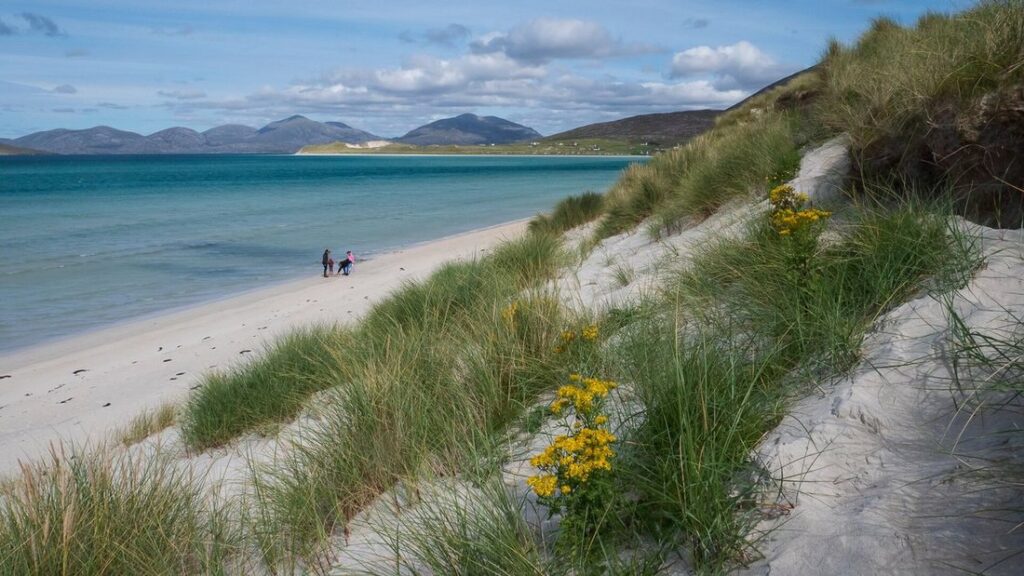 Plage de sable clair et eau turquoise bordée de dunes herbeuses fleuries, avec des collines au loin