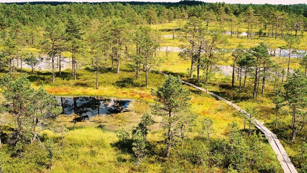 Passerelle de bois traversant une tourbière de pins nains, de mousses jaunes et de mares sombres