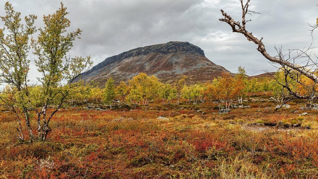 Sommet arrondi du fjeld Saana au-dessus d'une toundra aux teintes rousses, avec quelques bouleaux au premier plan