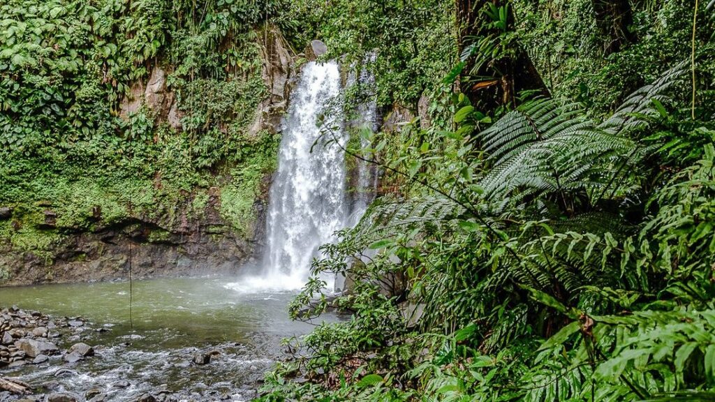 Chute d'eau tombant dans un bassin au milieu de fougères et d'une végétation tropicale dense