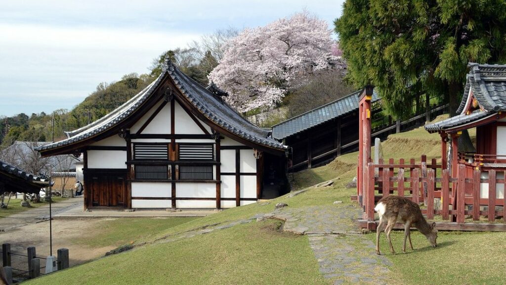 Bâtiment de temple à toit de tuiles et grand cèdre, avec un cerf en contrebas, au Todai-ji de Nara