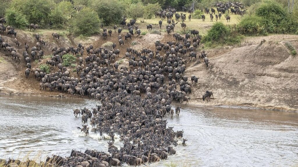 Un troupeau compact de gnous traverse une rivière au pied d'une berge en terre