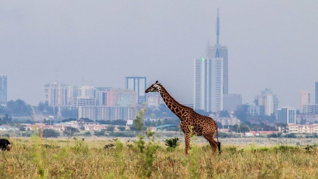 Une girafe dans l'herbe devant les tours du centre de Nairobi, dans la brume