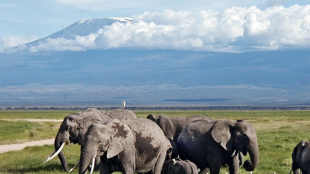 Des éléphants, dont un jeune, sur la savane avec le sommet du Kilimandjaro dans les nuages