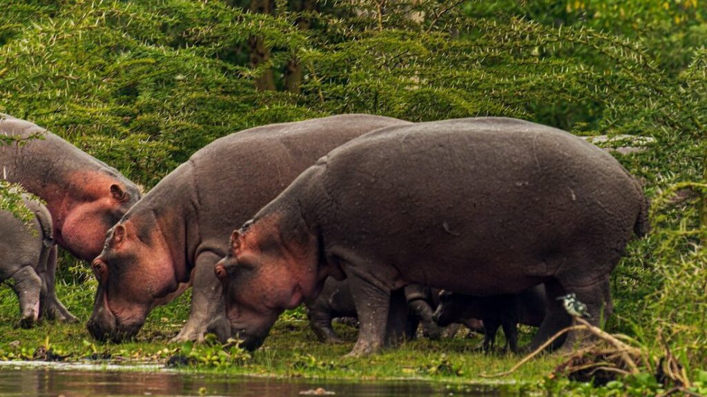 Hippopotames broutant l'herbe verte sur la rive du lac Naivasha