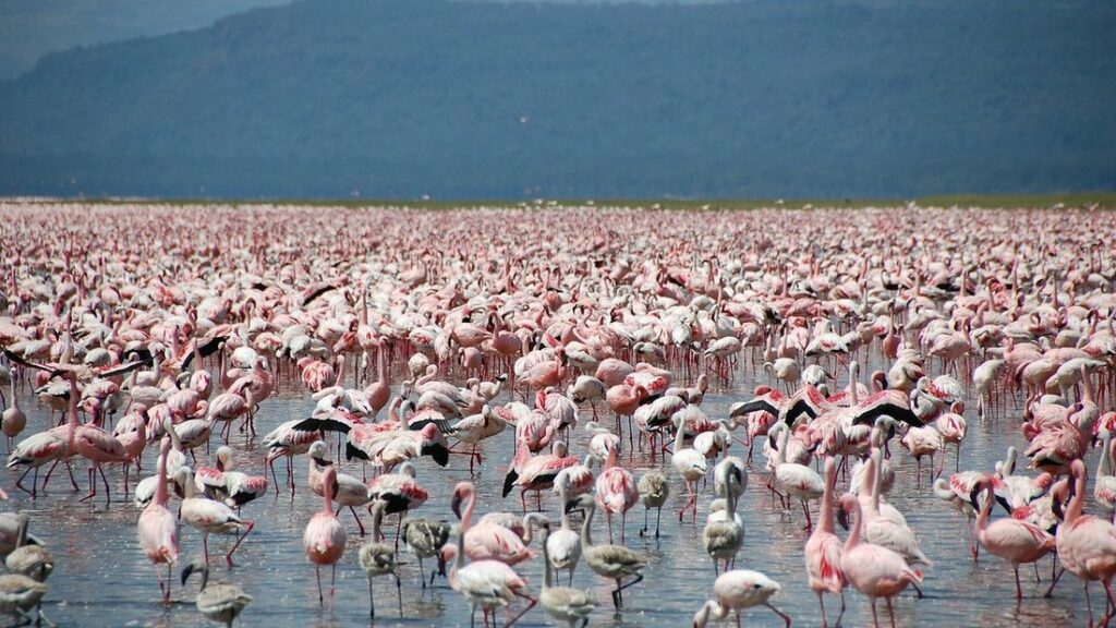 Une multitude de flamants roses marchant dans l'eau peu profonde du lac Nakuru