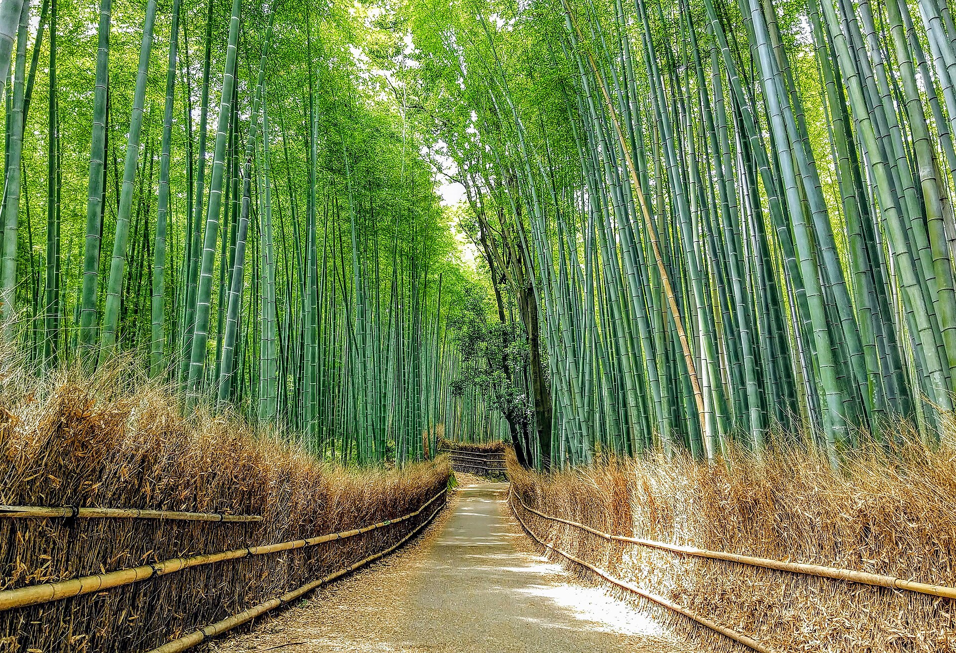 Chemin de terre bordé de clôtures en bambou entre de hautes tiges vertes, dans la forêt d'Arashiyama