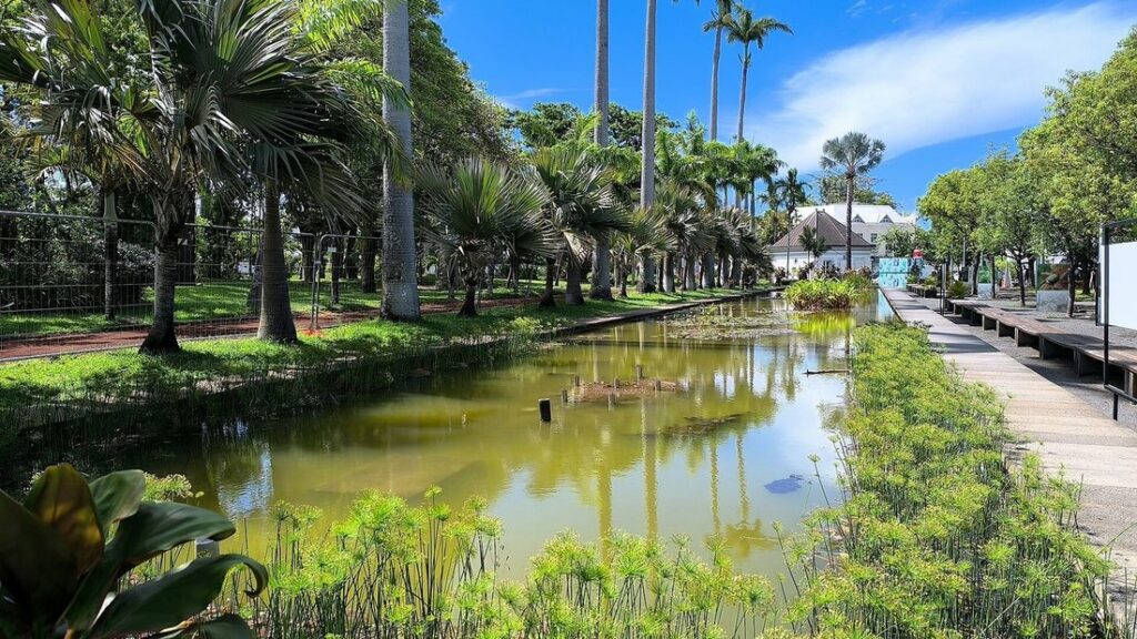 Bassin d'eau verte bordé de palmiers et de végétation tropicale dans un jardin botanique