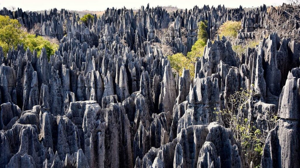 Forêt dense de pointes de calcaire gris, hérissées comme des lames, avec quelques touffes de verdure