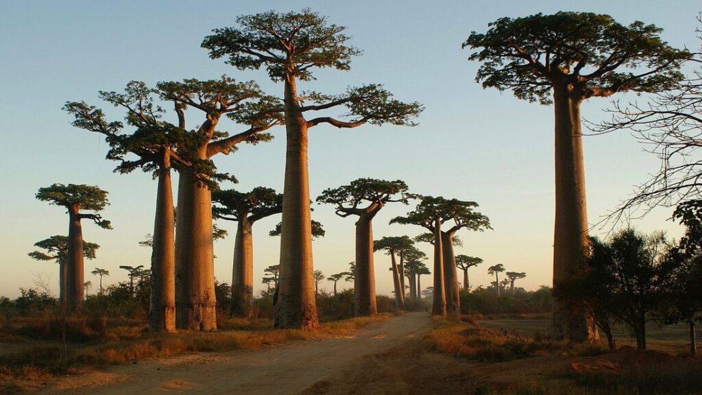 Baobabs aux troncs massifs de part et d'autre d'une piste de terre, sous une lumière basse et chaude