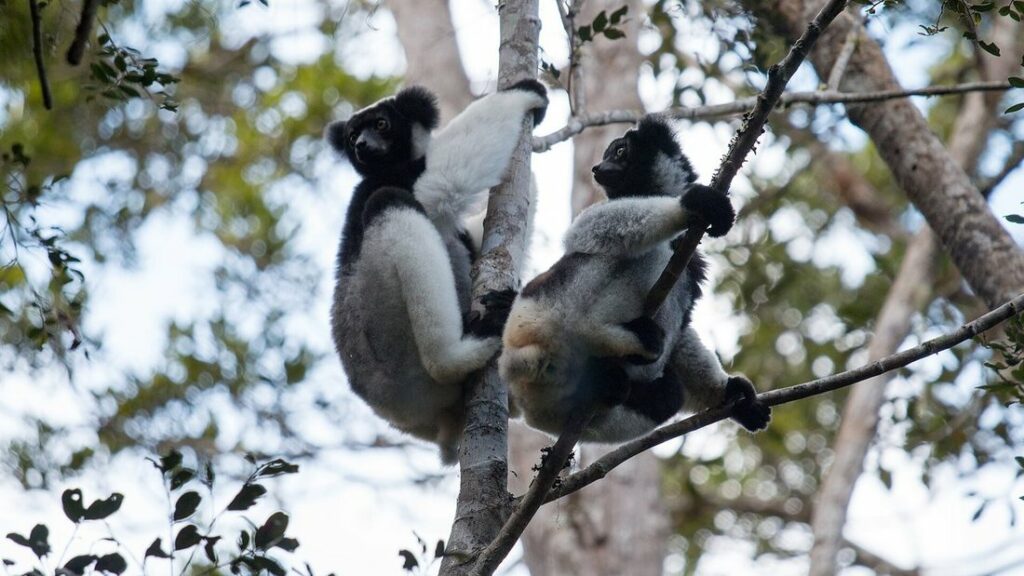 Deux indris au pelage noir et blanc, accrochés à des branches dans un arbre de la forêt