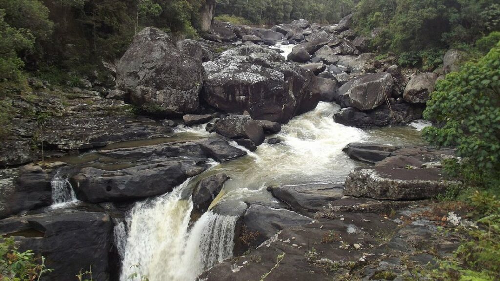 Rivière aux eaux blanches qui dévale des blocs de roche sombre, entre des arbres de forêt