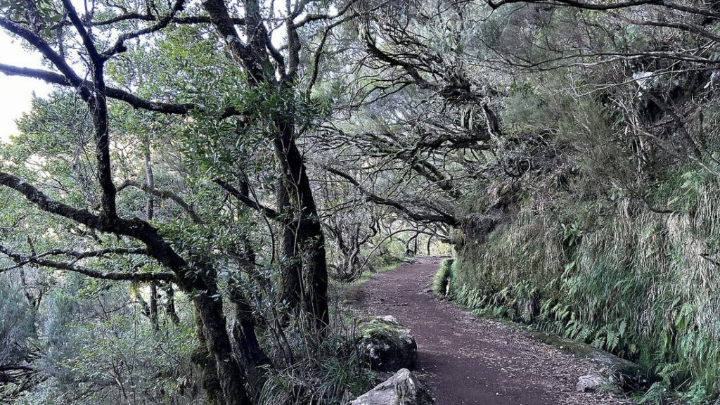 Chemin de terre sous des arbres moussus, bordé à droite d'un talus de fougères, le long d'une levada