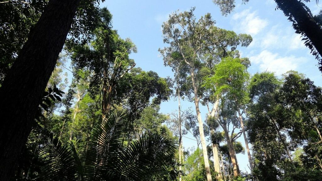 Grands arbres de forêt tropicale aux troncs élancés, sous un ciel bleu partiellement nuageux