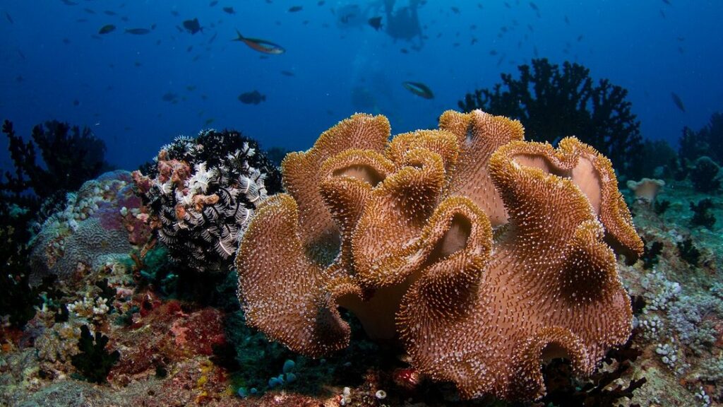 Gros corail mou brun-orangé sur un récif, avec de petits poissons et de l'eau bleue en arrière-plan