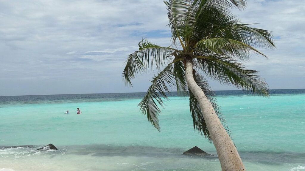 Palmier penché au-dessus d'une eau turquoise peu profonde, avec deux baigneurs au loin, sur une plage de Maafushi