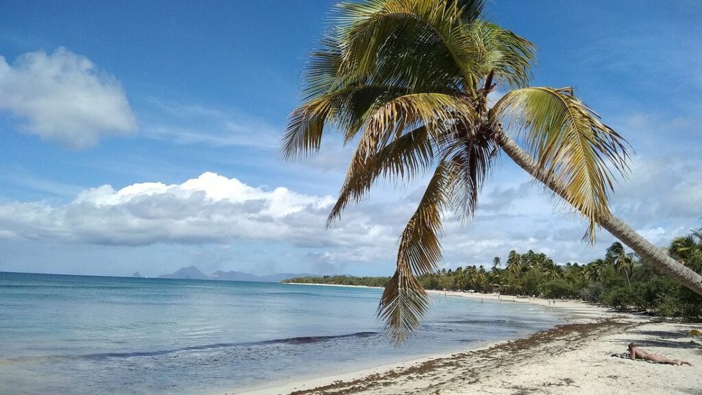 Plage de sable clair bordée de cocotiers, avec un grand palmier penché au-dessus d'une mer calme