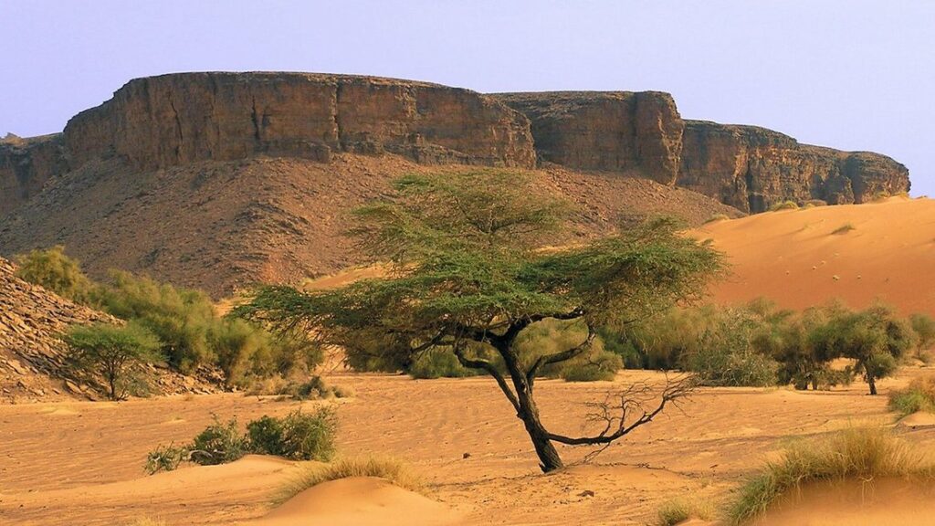 Falaise rocheuse à sommet plat, acacia isolé et dune de sable orange au pied, dans l'Adrar