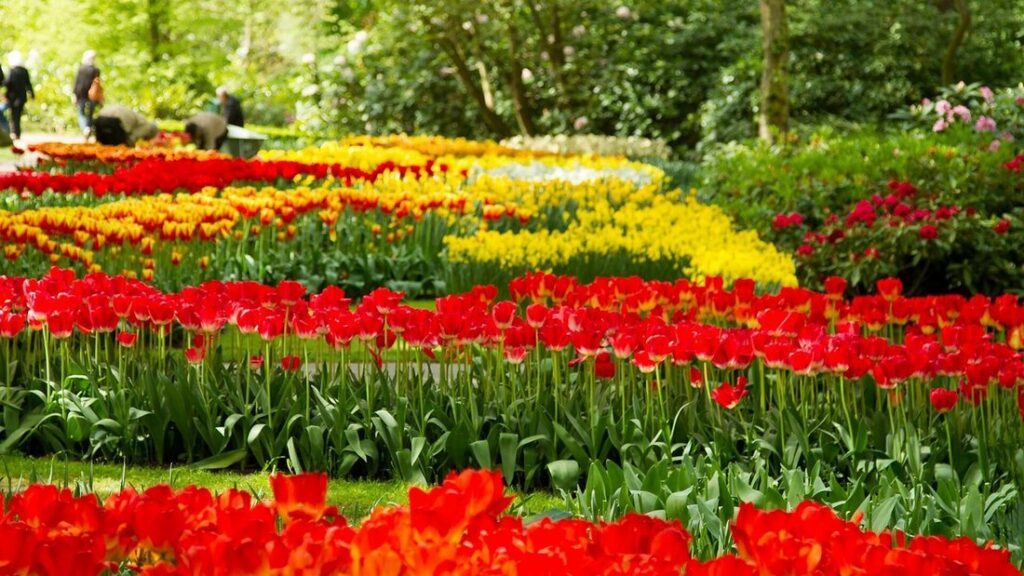 Parterres de tulipes rouges, jaunes et orange devant des arbres, dans un parc fleuri