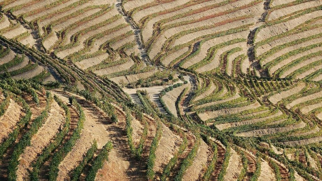 Vignes en terrasses sur les pentes d'une vallée, en lignes courbes
