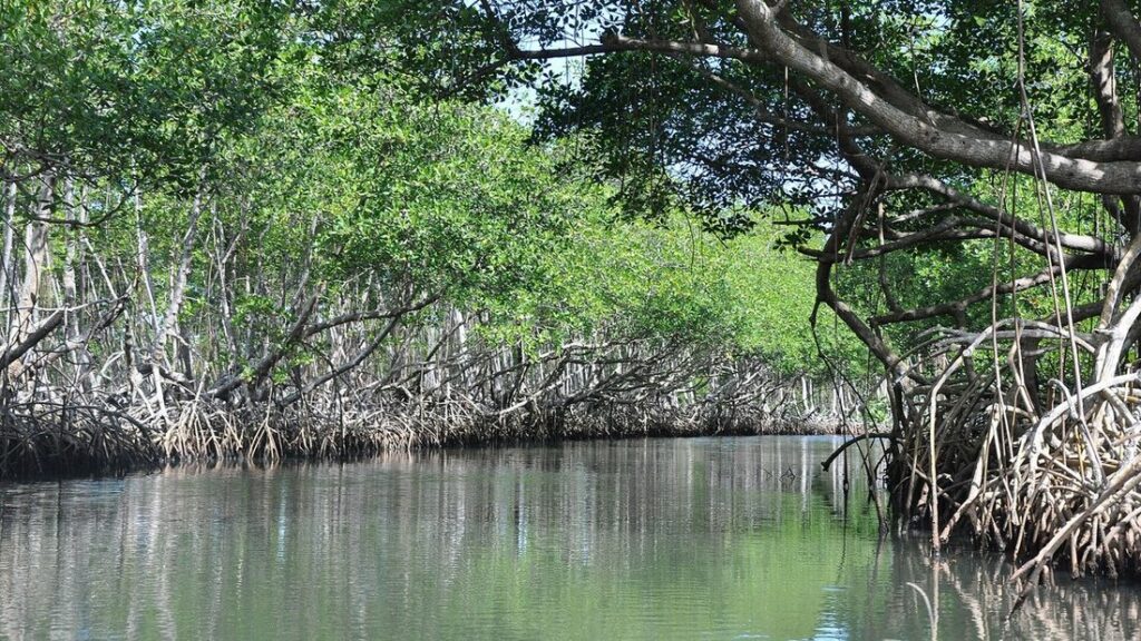 Canal calme bordé de mangroves aux racines apparentes, sous un feuillage vert