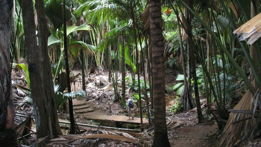 Sentier au milieu de hauts palmiers dans une forêt dense, avec quelques promeneurs au loin