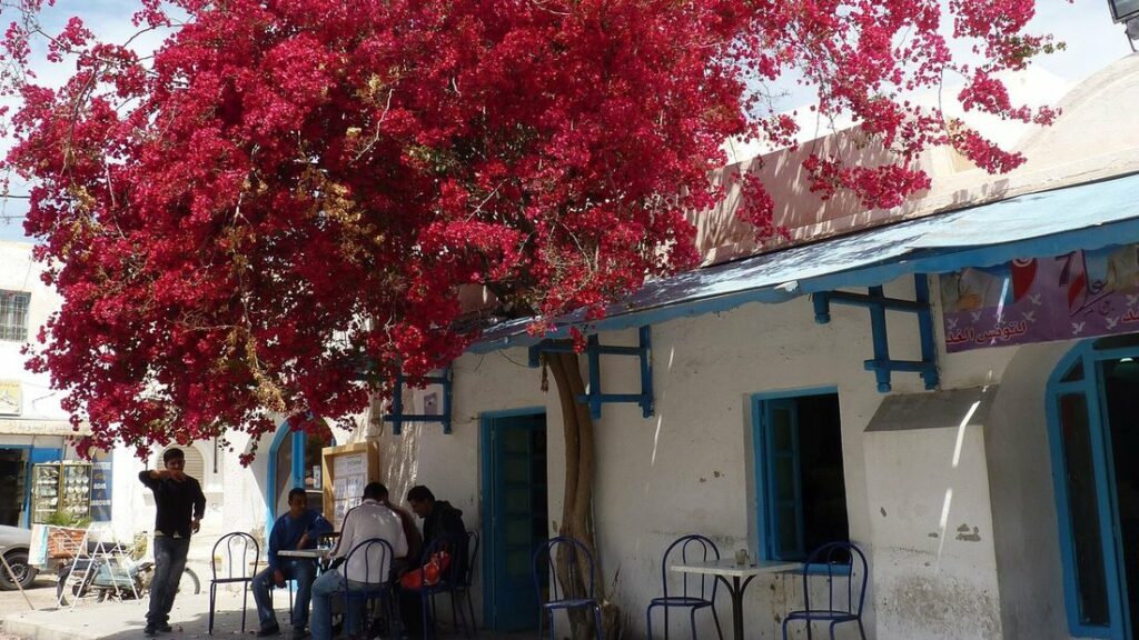 Bougainvillier rouge devant des maisons blanches à portes bleues et des clients attablés dans une rue de Houmt Souk