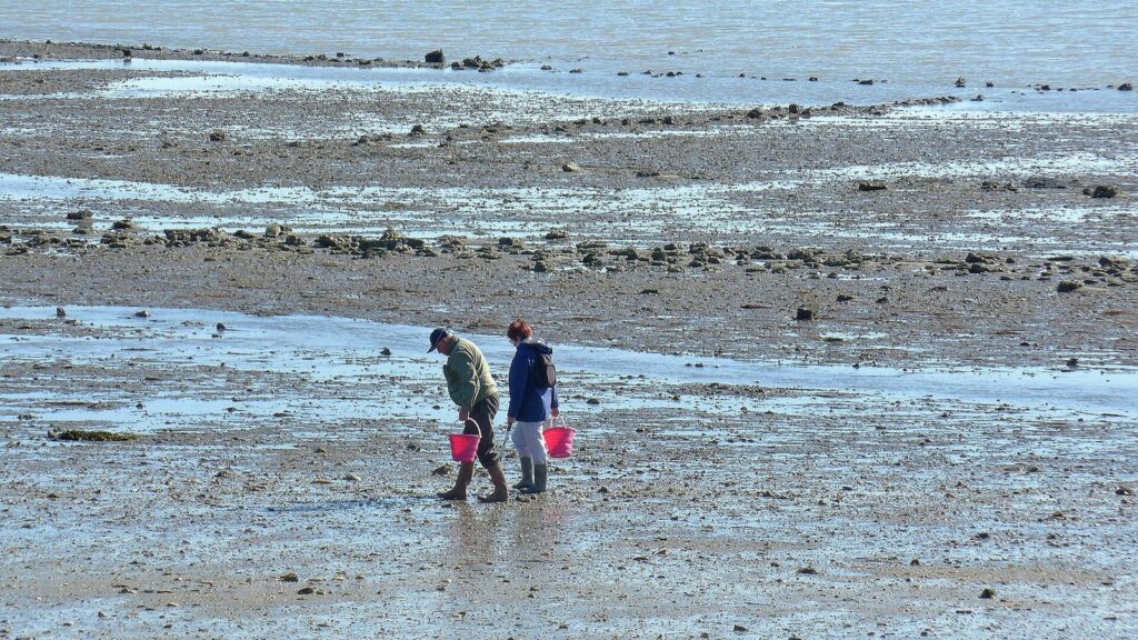 Deux personnes en bottes portant des seaux roses marchent sur l'estran à marée basse à Saint-Trojan-les-Bains, île d'Oléron