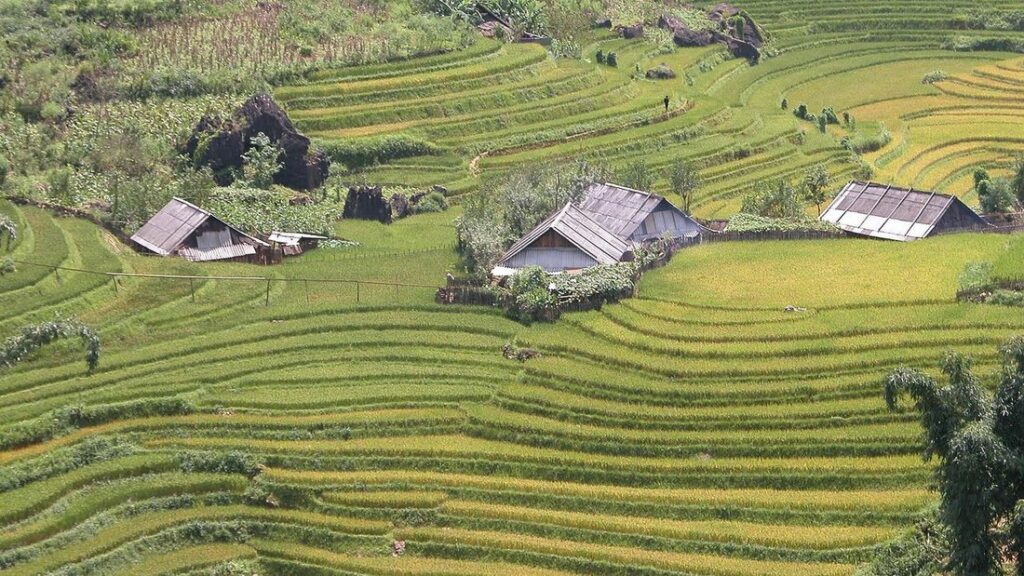 Rizières en terrasses vertes et maisons à toit gris sur une pente, dans la région de Sapa