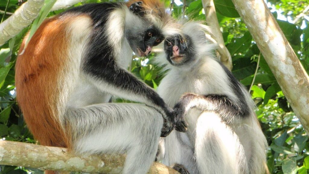 Deux colobes roux de Zanzibar au pelage roux, noir et blanc, assis sur une branche dans le feuillage