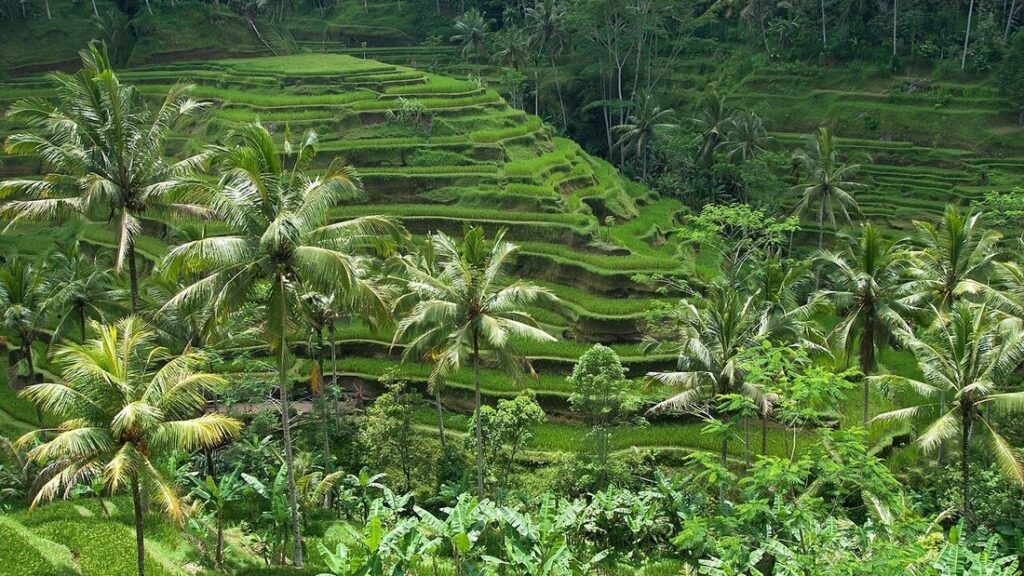 Rizières en terrasses d'un vert vif entourées de cocotiers sur un versant de Bali