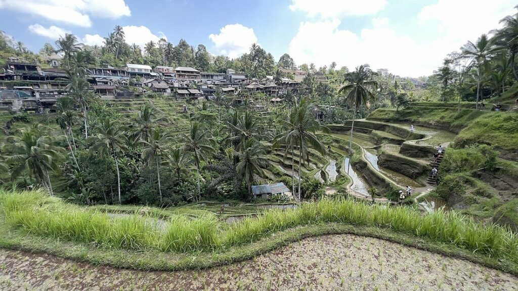 Rizières en terrasses entourées de cocotiers, avec un village aux toits de tôle sur la crête