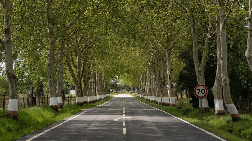Route droite bordée de platanes aux troncs peints en blanc formant une voûte de feuillage au-dessus de la chaussée