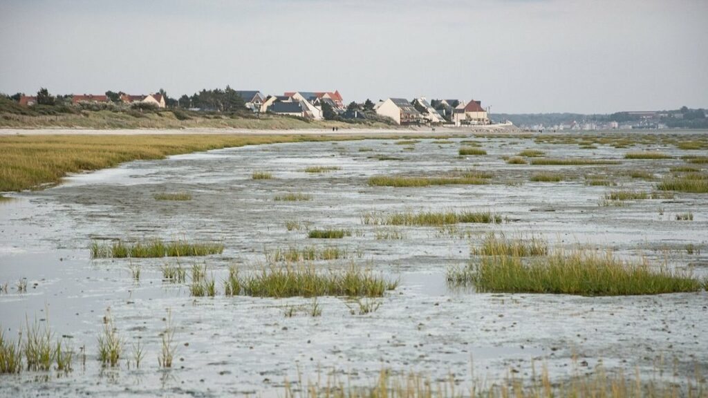 Vasière et touffes d'herbe à marée basse dans la baie de Somme, avec les maisons du Crotoy au loin