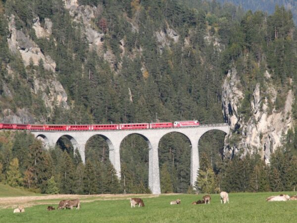 Un train rouge sur le viaduc du Landwasser, en Suisse, au-dessus d'un pré où paissent des vaches