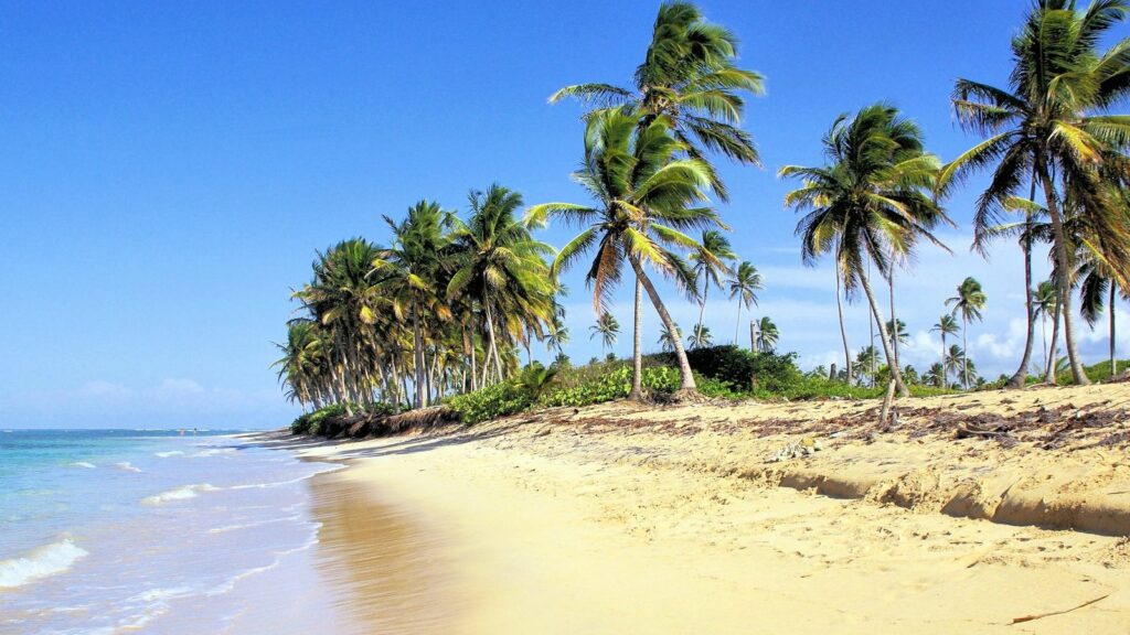 Plage de sable clair bordée de cocotiers sous un ciel bleu, avec la mer turquoise sur la gauche